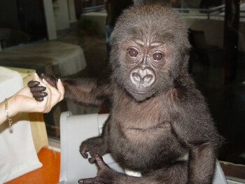 Bangori Baby Western Lowland Gorilla